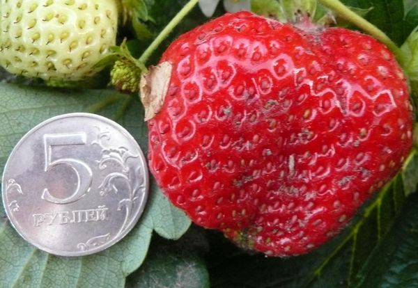  Il peso del frutto di Elizabeth può raggiungere i 100 grammi