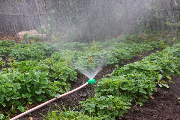  Per le varietà Queen Elizabeth 1 e 2, l'irrigazione è necessaria ogni 1-2 giorni.