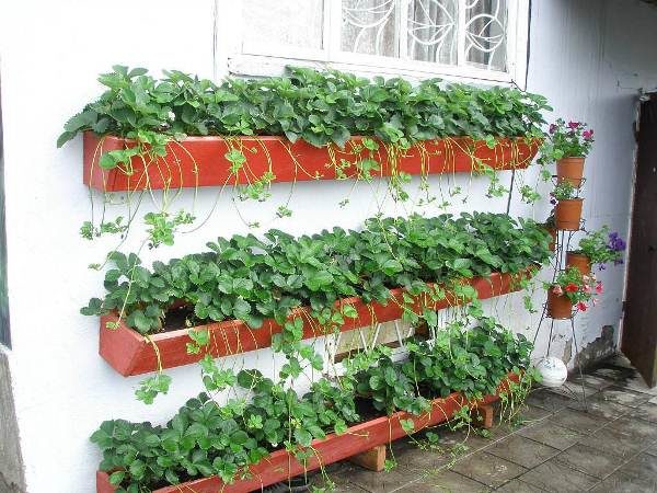  Growing white strawberries in containers