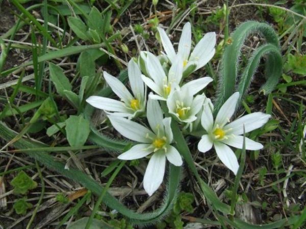  Fiore di cipolla indiana