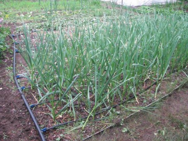  Bamberger onions in the garden