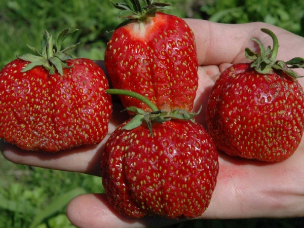  The advantages of the variety: high yield and large-fruited berries, frost resistance, long storage