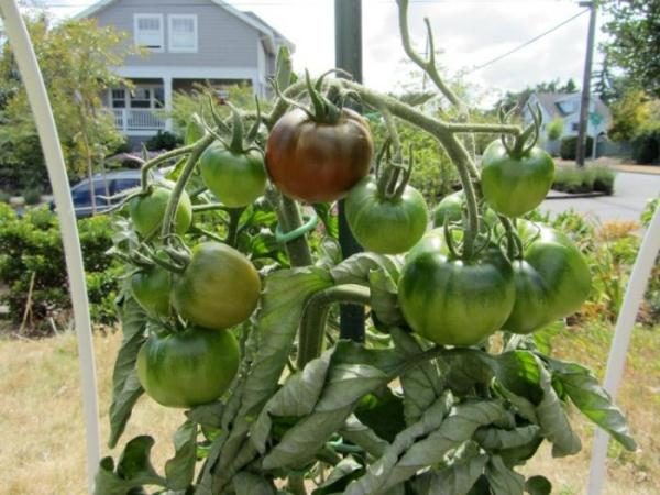  Não devemos permitir que a terra seque em volta do sistema radicular de um tomate, portanto a rega deve ser oportuna e regular