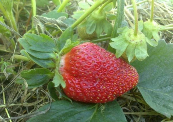  Strawberry Marshal on the garden plot