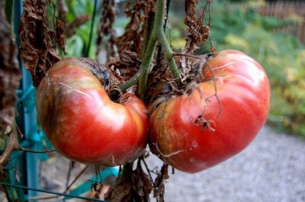  Phytophthora em tomates