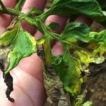  Phytophthora nas folhas