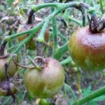  Danos aos frutos de tomates