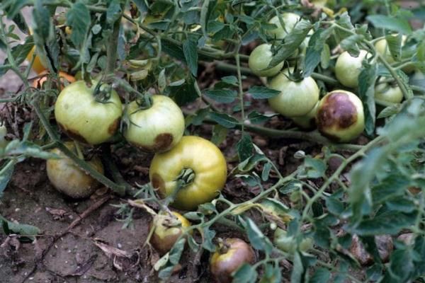  A falta de calor e luz solar é uma das condições para o desenvolvimento de phytophthora