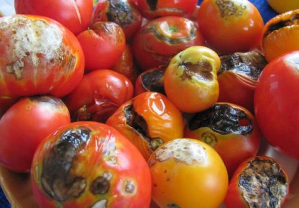  Se você rolar os tomates afetados nos bancos, eles podem estragar