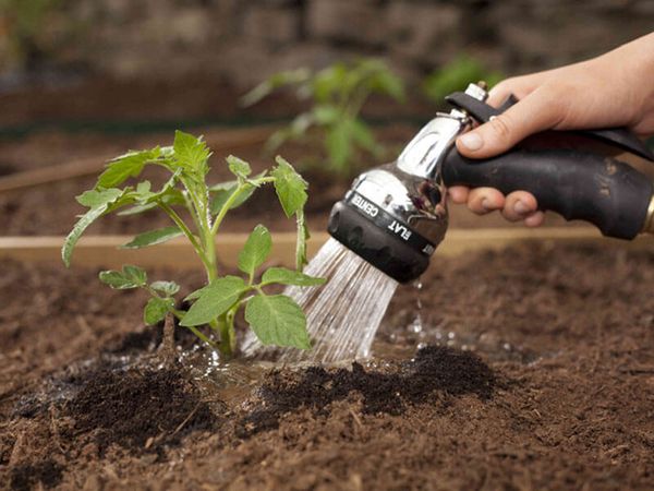  Para evitar a ocorrência de phytophthora, um tomate deve ser regado apenas na raiz.