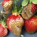  Phytophorosis