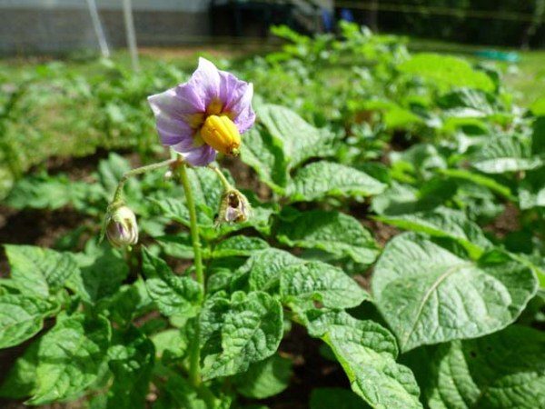  Manifesto di fiori di patate