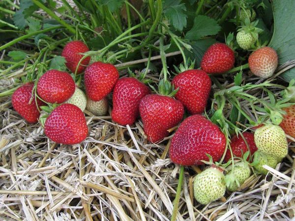  Strawberry Florence