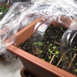  After germinated in the ground