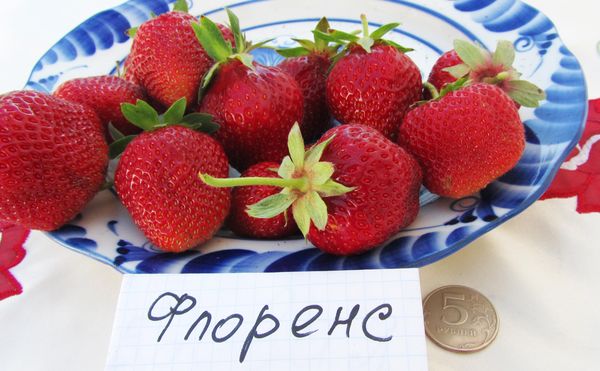  Florence strawberries have a beautiful conical shape