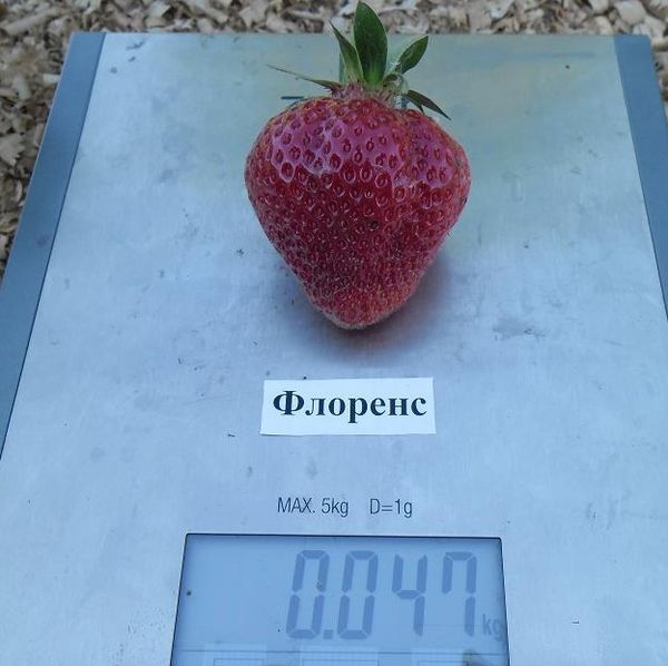  The average weight of the fruit is 35-60 grams