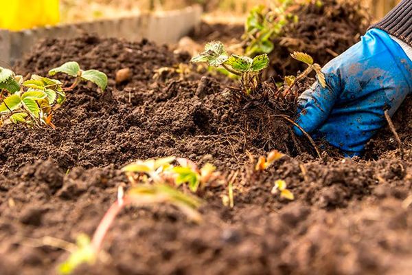  Subject to timely fertilizer cultivation is possible on clay soils.