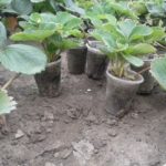  Seedlings are better to choose in separate cups