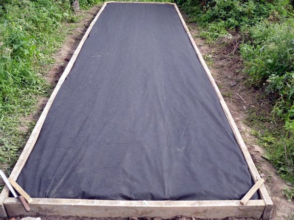  In winter, strawberries of Florence must be covered with agrofibre.