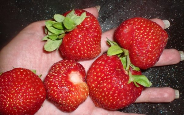 Strawberry kimberly in hand close up