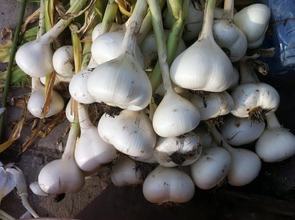  I bulbi di cipolla Aflatunsky possono essere cotti, in salamoia, bolliti nel miele