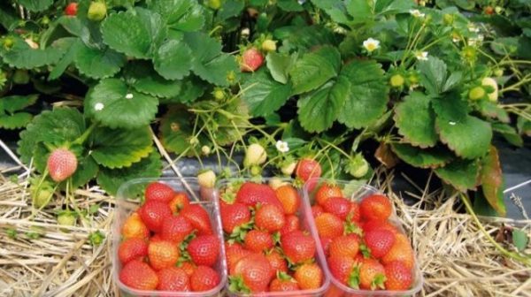  Raccolta di bacche di fragola marshmallows
