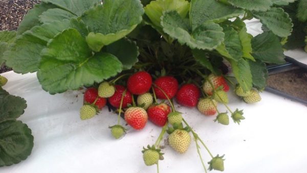  Strawberry Evie 2 on the garden plot