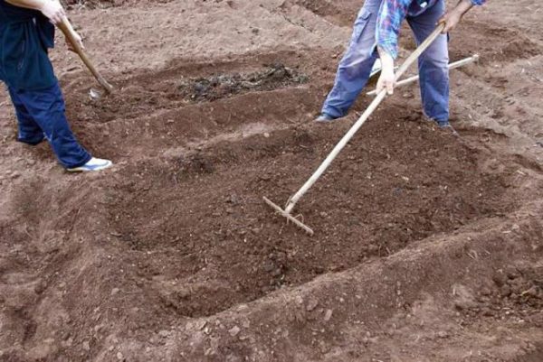  Preparazione di letti per il trapianto di fragole