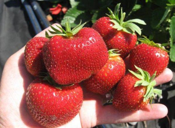  Strawberry Malvina