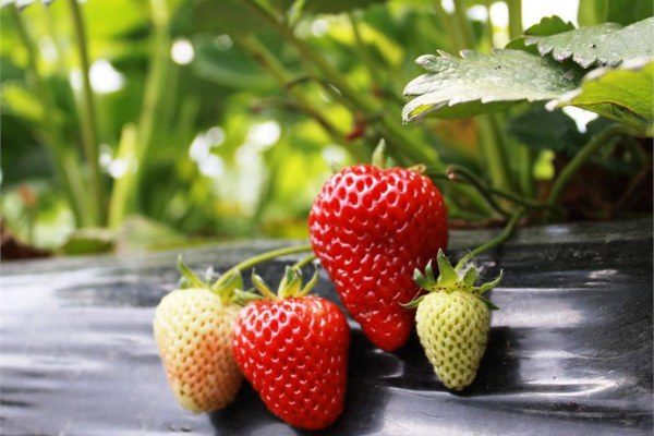  Strawberry frigo