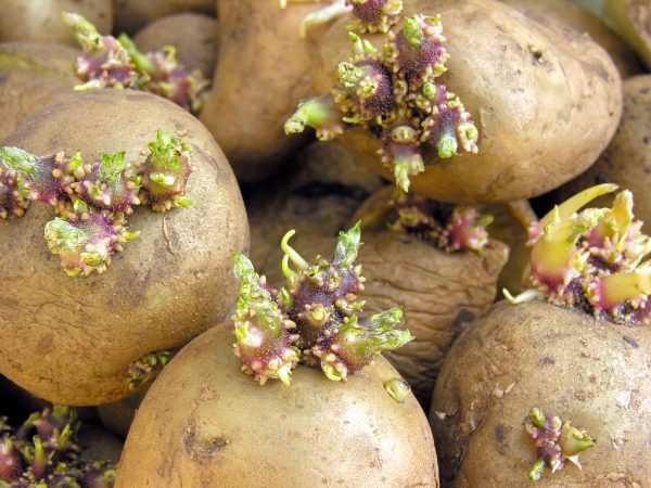  For a good harvest, you should choose varietal tubers, the weight of which is not less than 35 and not more than 85 g