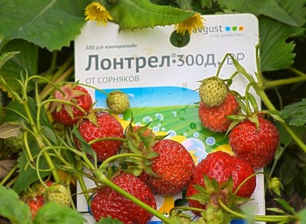  Strawberry Herbicide