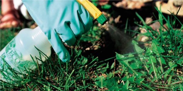  Gli erbicidi di azione continua rimuovono tutta la vegetazione