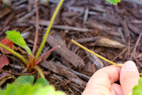  In autunno, dopo aver rimosso le foglie di fragola, il terreno deve essere trattato con Lenacil