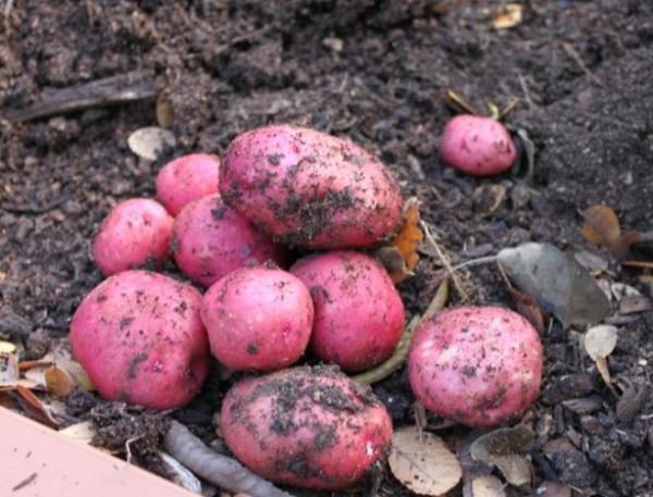  Il Manifesto delle patate è una varietà da tavola medio-precoce