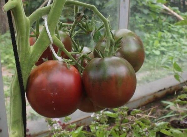  Príncipe Negro de Tomate