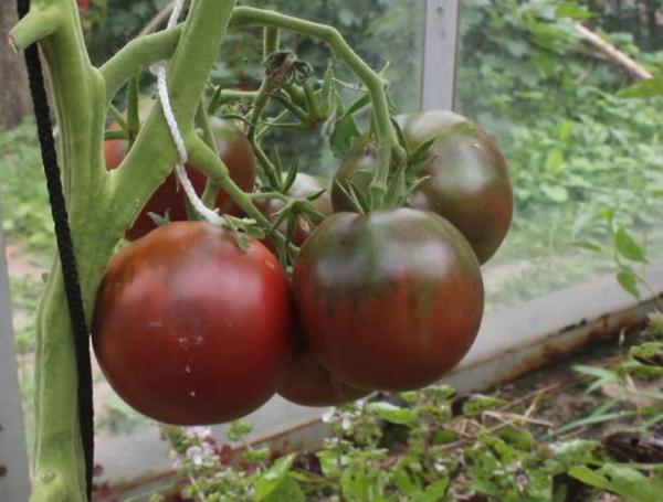  Príncipe Negro de Tomate