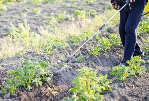  Elaborazione di erbicidi Gezagard di patate prodotte dopo la comparsa di erbe infestanti