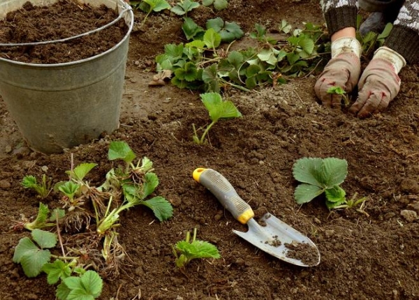  In central Russia, it is best to plant a crop in the spring
