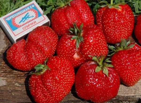  Strawberry Gigantella