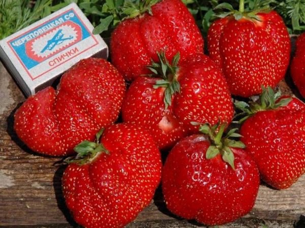  Strawberry Gigantella