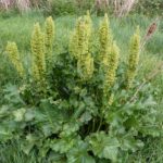  Horse sorrel has a beneficial effect on Gigantella