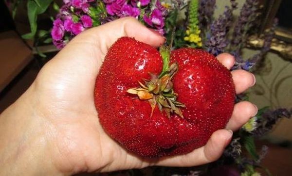  The weight of giant berries can reach 100 grams