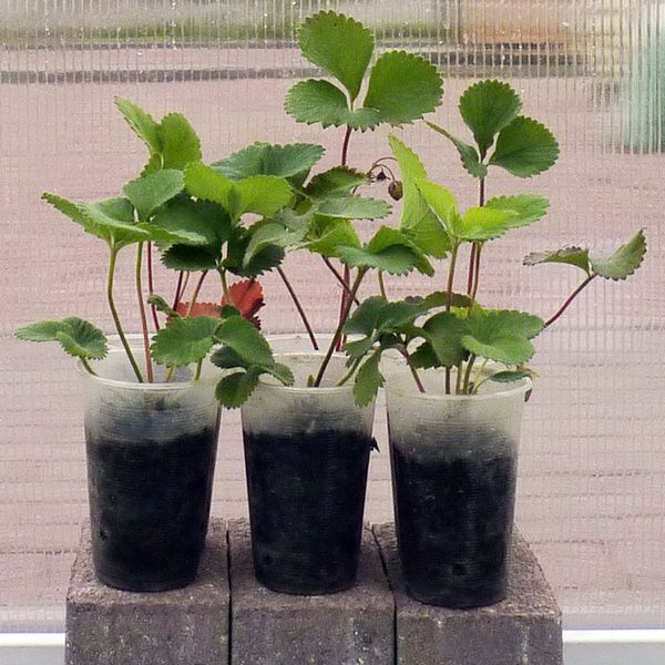  The most common breeding method is a mustache with rooted rosettes.