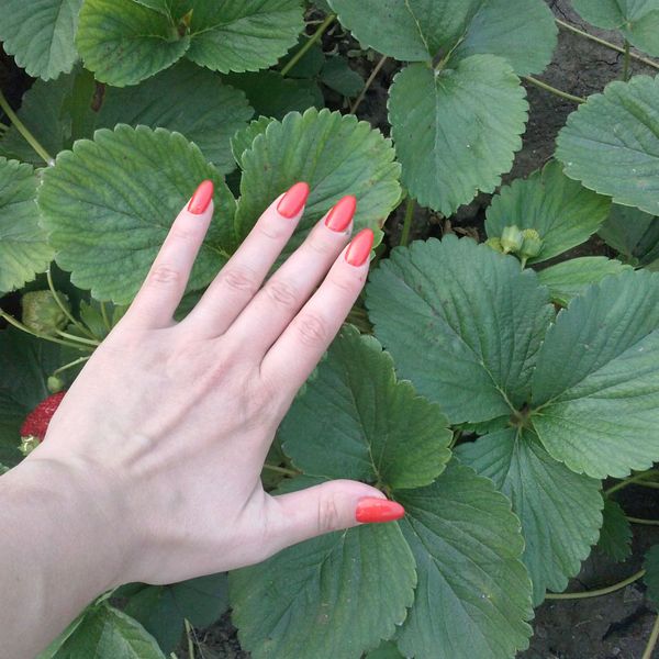  Because of the large size, only 4 bushes are planted for 1m2