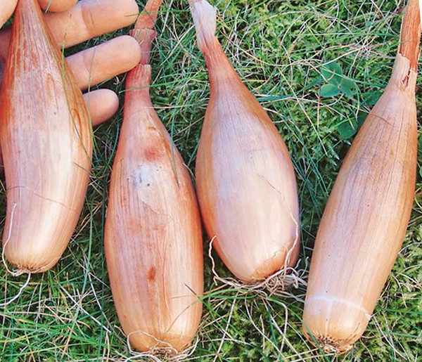  Freshly harvested shallots