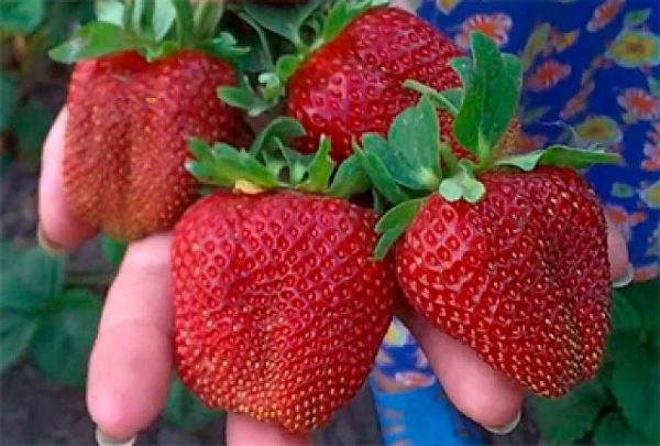 Strawberry marshal close up