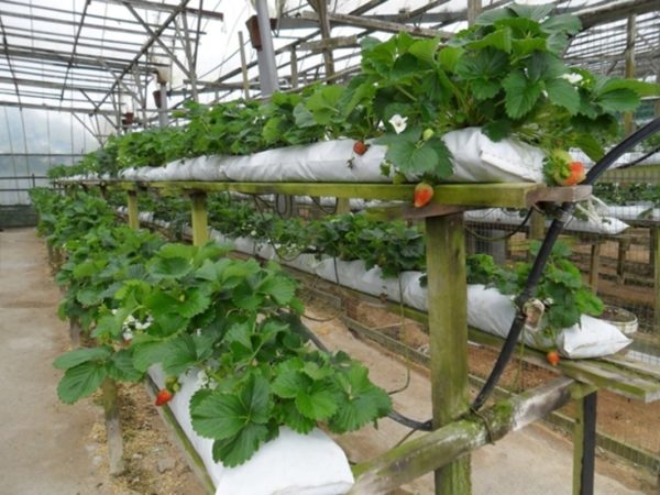  Cultivation with Dutch technology