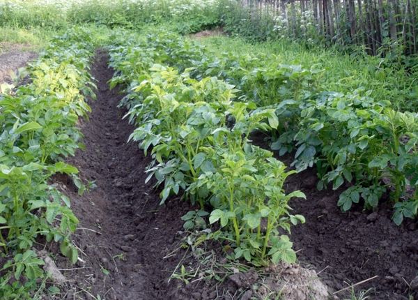  Distanța dintre rânduri trebuie să fie de 75 cm