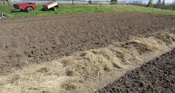  Plantarea în paie folosind tehnologia Kizima